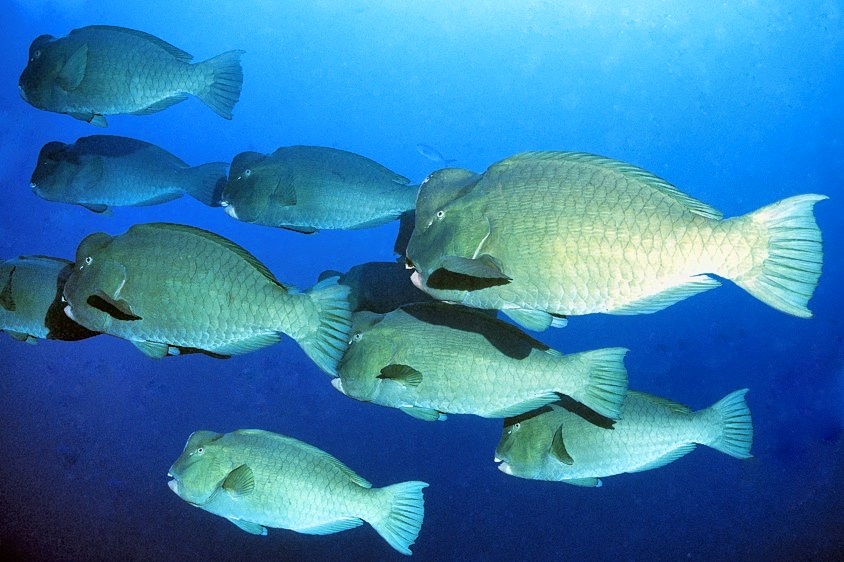 Bumphead Parrotfish Close