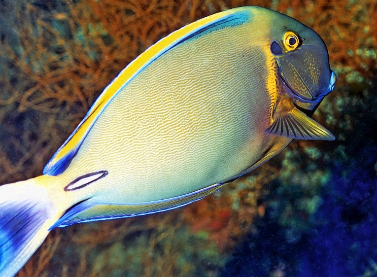 Yellowfin Surgeonfish, Acanthurus xanthopterus