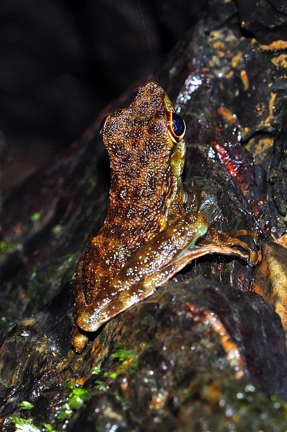Borneo Flying Frog, Minute