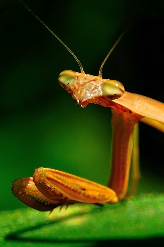 Praying Manthis Eyes