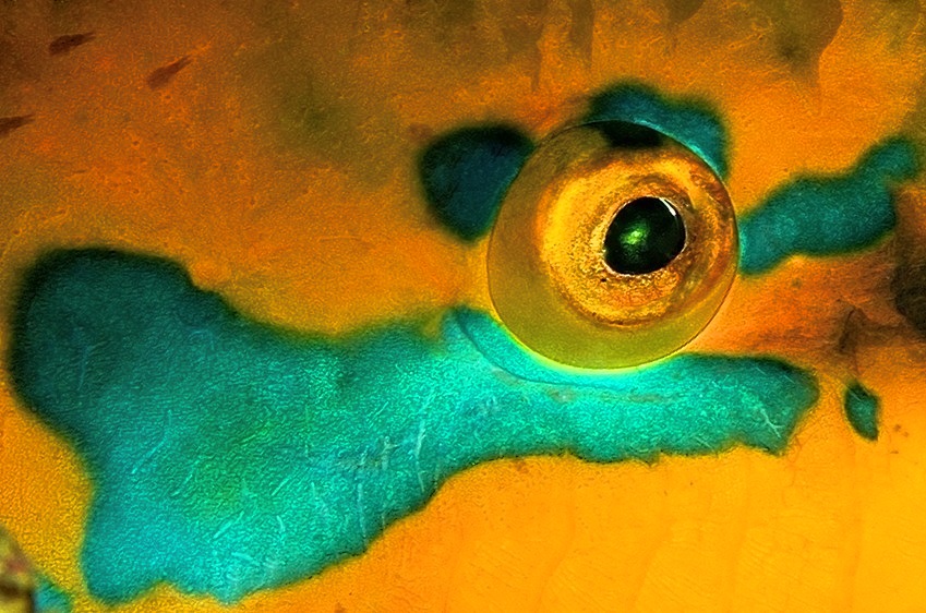 Yellow Parrots Eye 