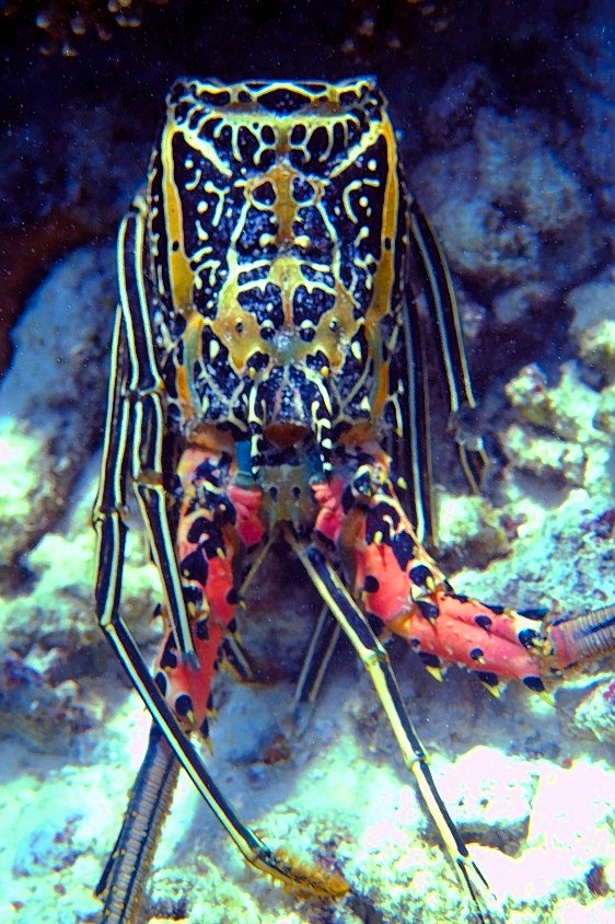 Lobster From Above 