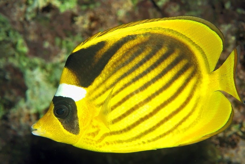 Racoon Butterflyfish Portrait, Chaetodon fasciatus