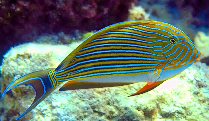 Striped Surgeonfish, Acanthurus lineatus