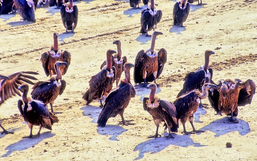 Vultures On The Highway