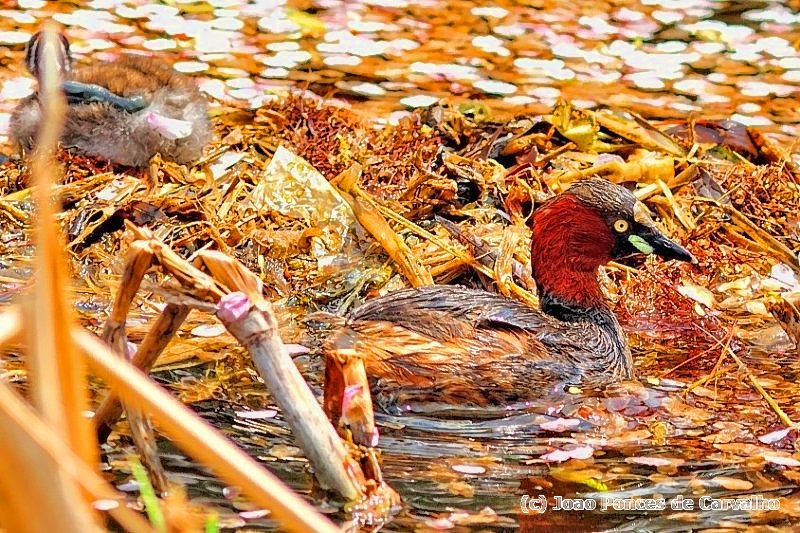 Duck Couple In Unique Light- Little Grebe   Tachybaptus ruficollis
