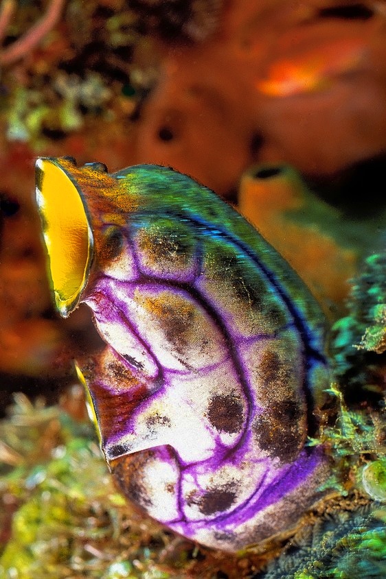 Colourful Tunicate: Gold-Mouth Sea Squirt, Polycarpa aurata 