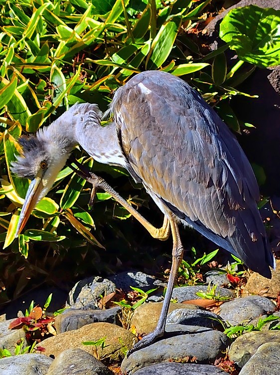 Gray Heron Scratching