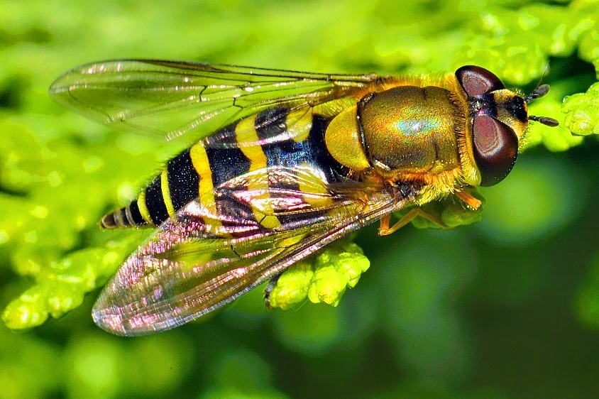 Hoverfly