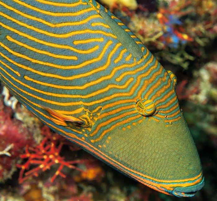 Orange Lined Triggerfish, Balistapus undulatus 