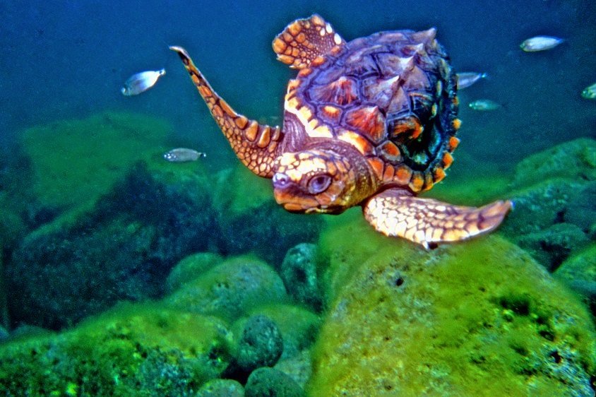 Baby Turtle