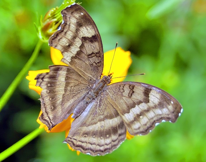 Butterfly On Yellow Flower