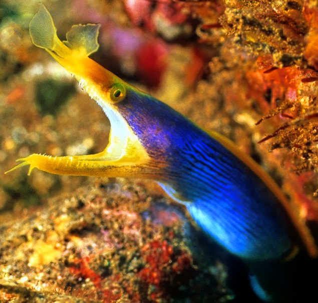 Ribbon Moray Eels Mouth. Rhinomuraena quaesita