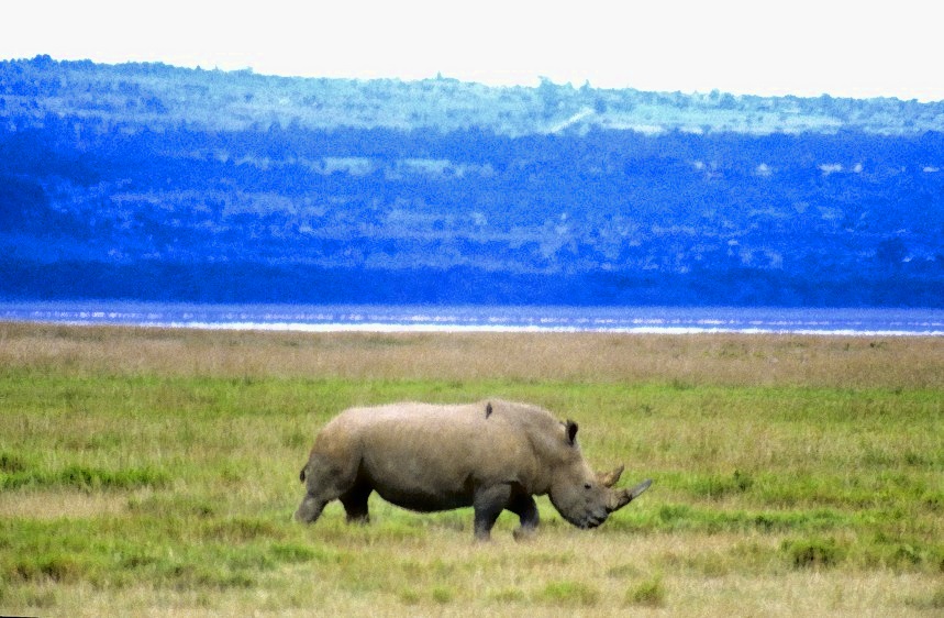 Lone White Rhino 