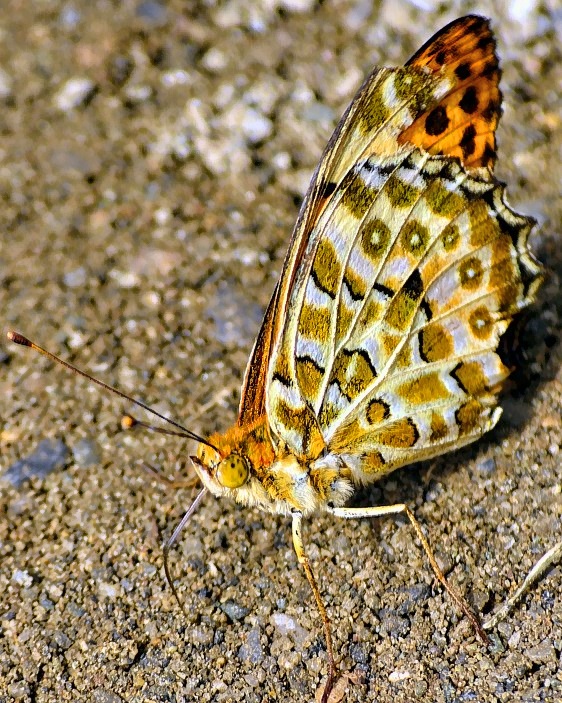 Butterfly Drinking