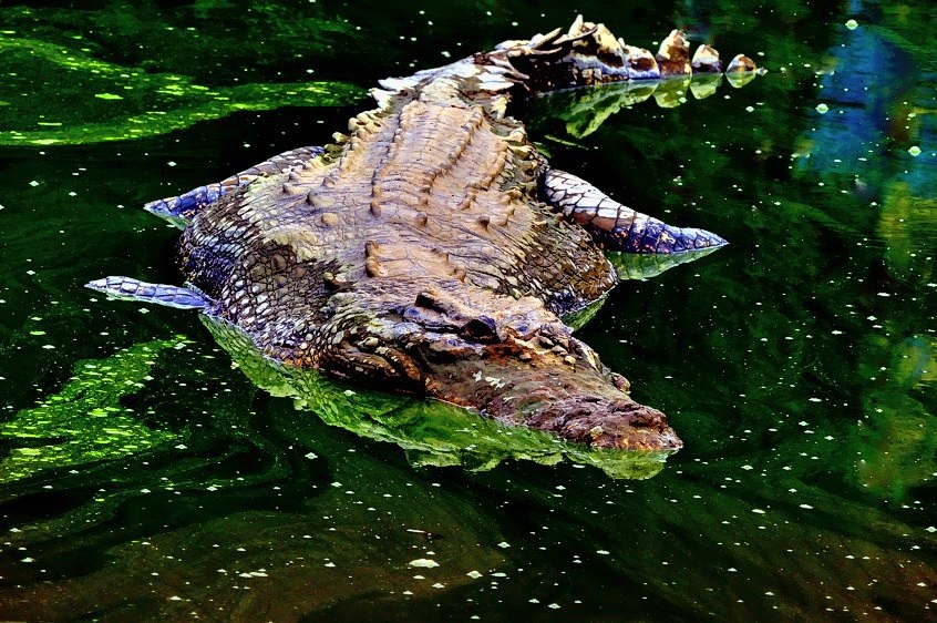 Pretending To Sleep, In The Shallows