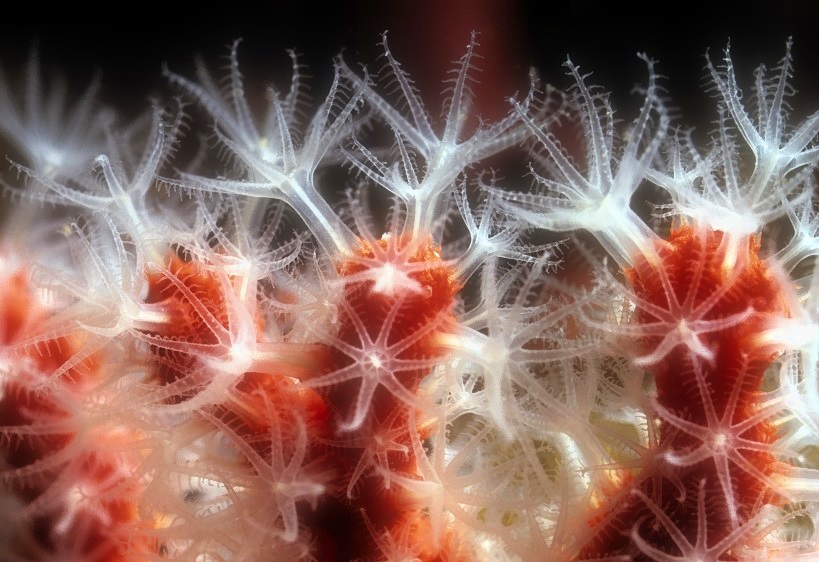 Amazing Coral Flowers 