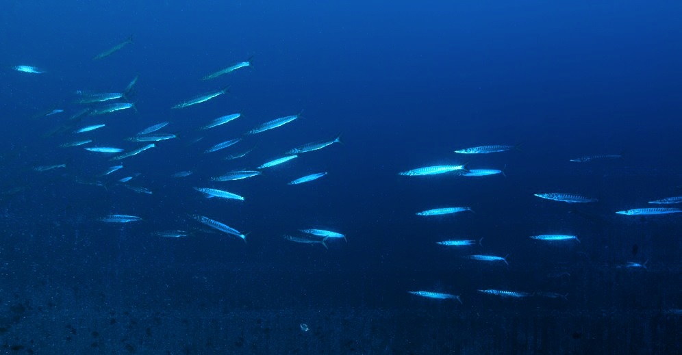 Striped Barracuda Sphyraena viridensis