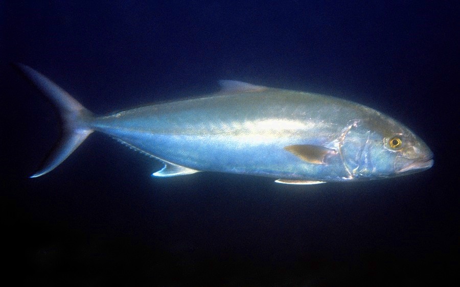 Greater Amberjack, Seriola dumerili