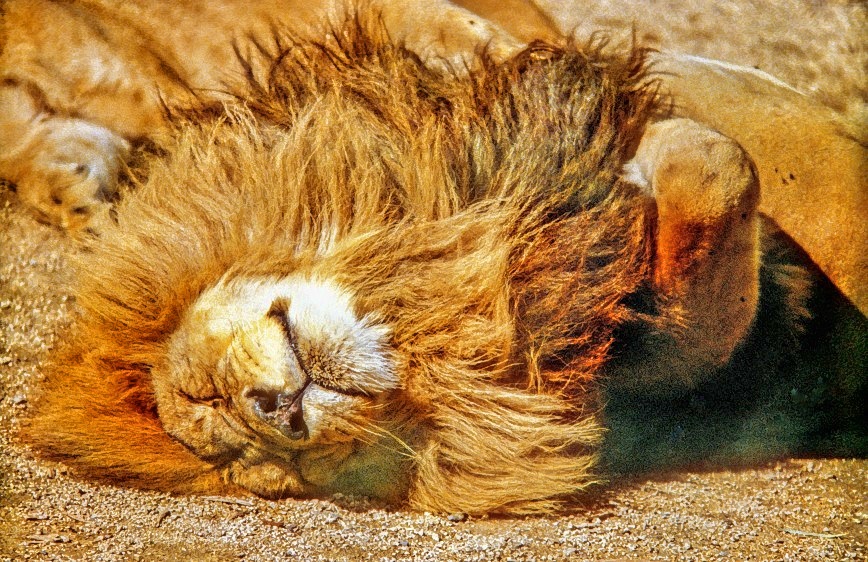 Siesta Time: Unmissable