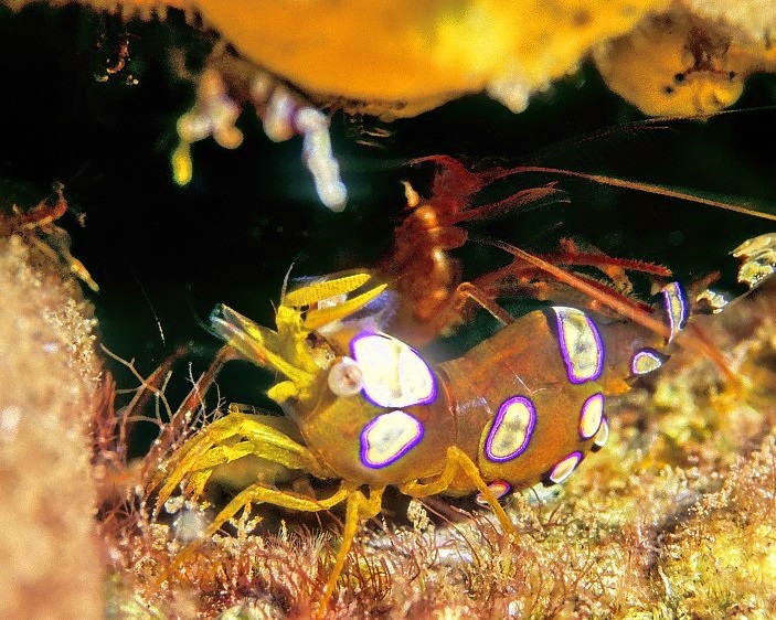 Minute Arlequim Shrimp (Thor Amboinensis) Milimetric In Here...