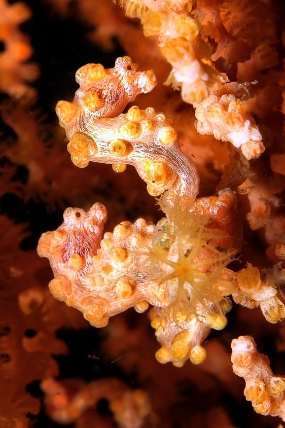 3 Pigmys On A Polyp
