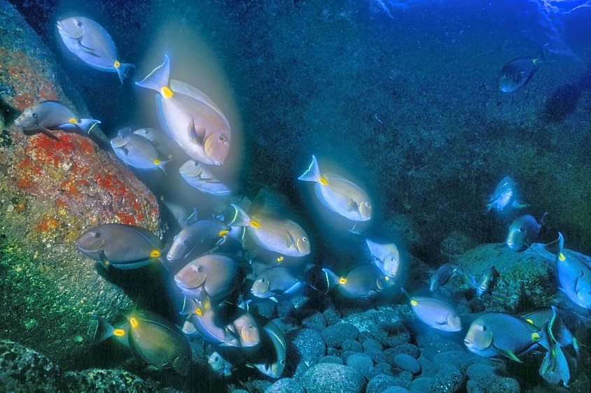 Razorfish Inside the Cave 