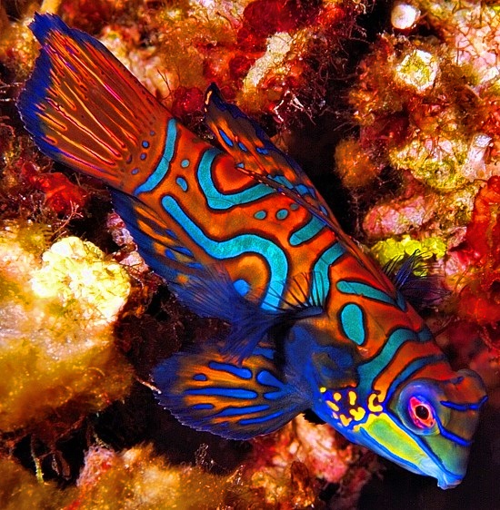 Mandarinfish Close Up, Synchiropus splendidus