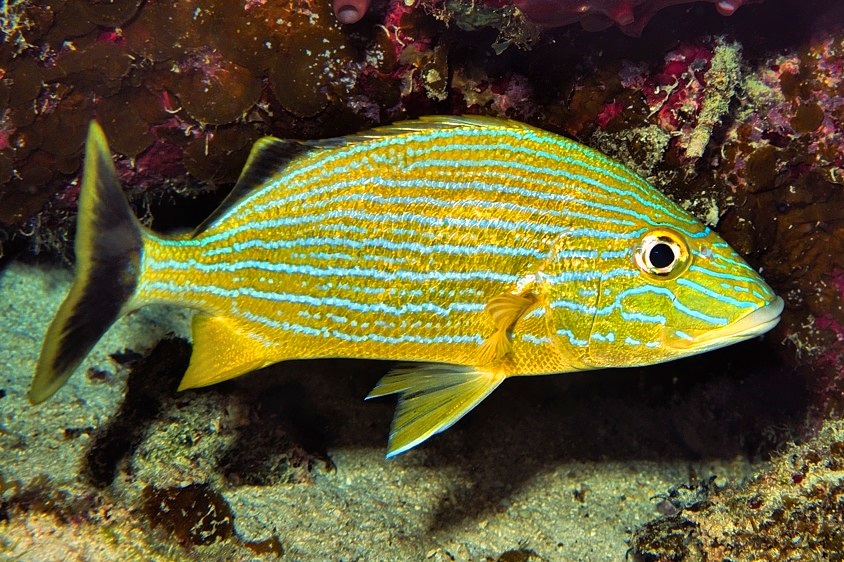 Bluestriped Grunt, Haemulon sciurus