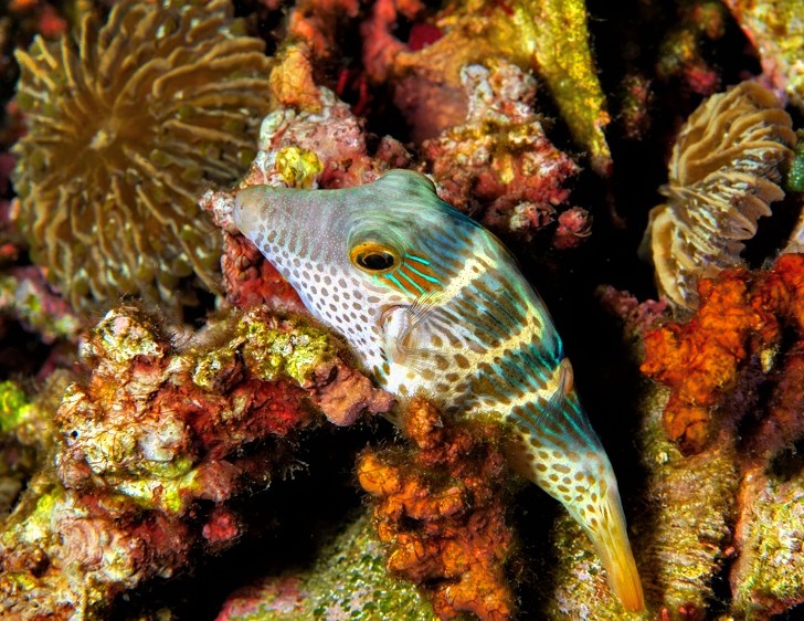 Sleeping On Corals: Black-Saddled Toby, Canthigaster valentini
