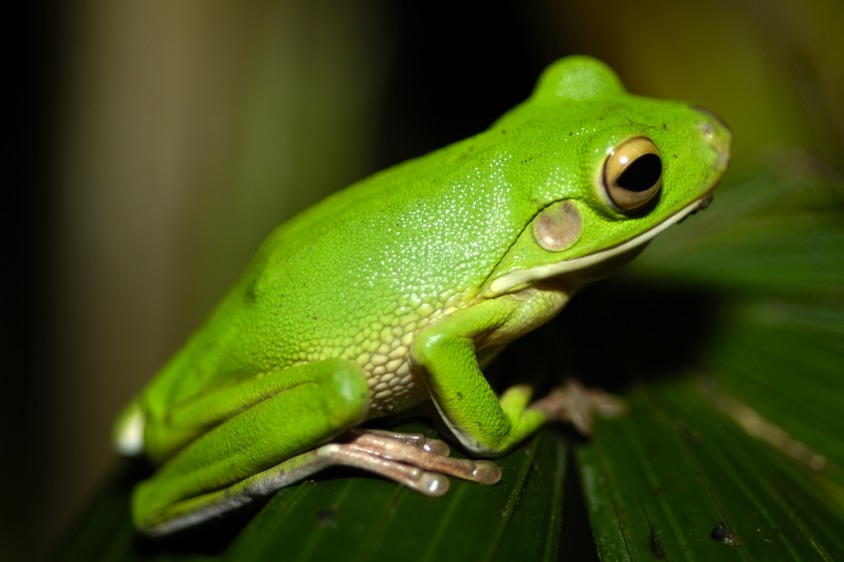 I Love Frogs