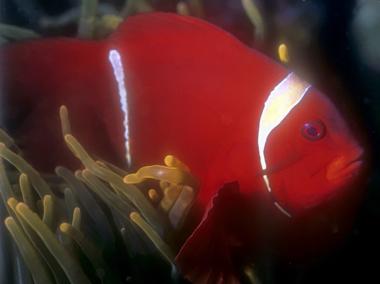 Male Spinecheek Anemonefish, Premnas biaculeatus