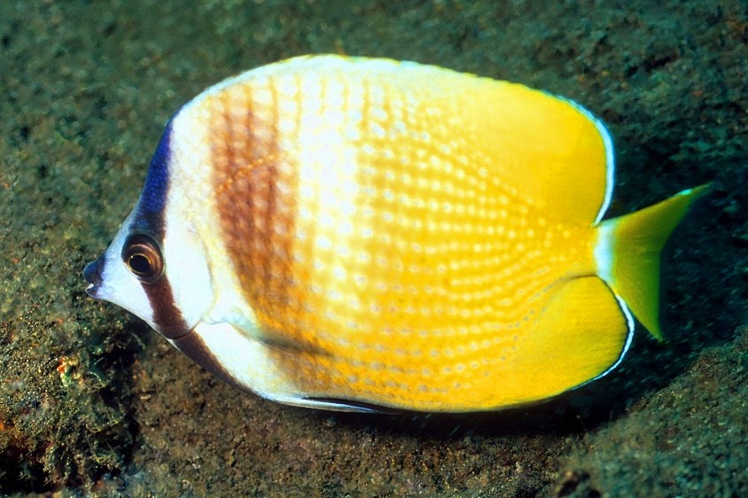 Blacklip Butterflyfish Chaetodon kleinii