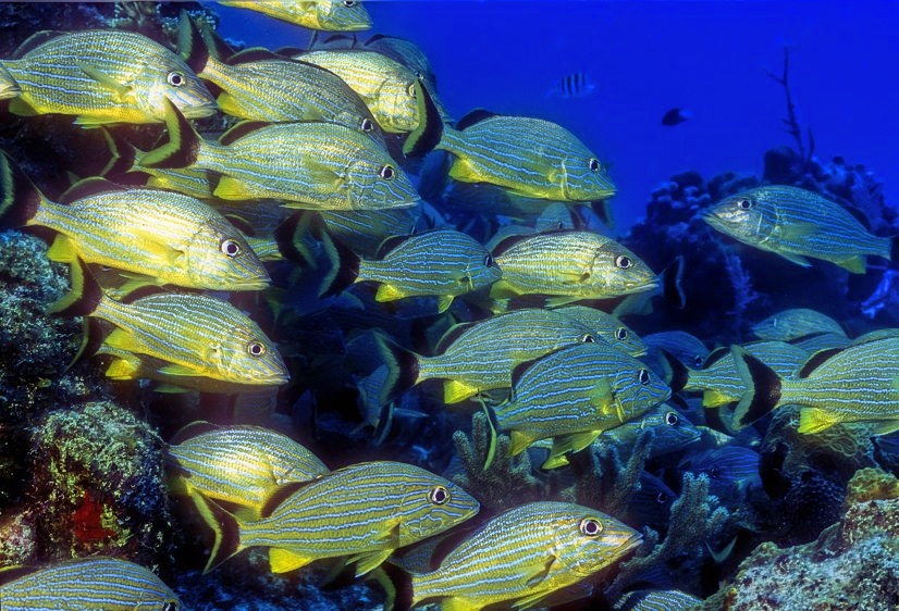 Shoal of Bluestriped Grunts, Haemulon sciurus