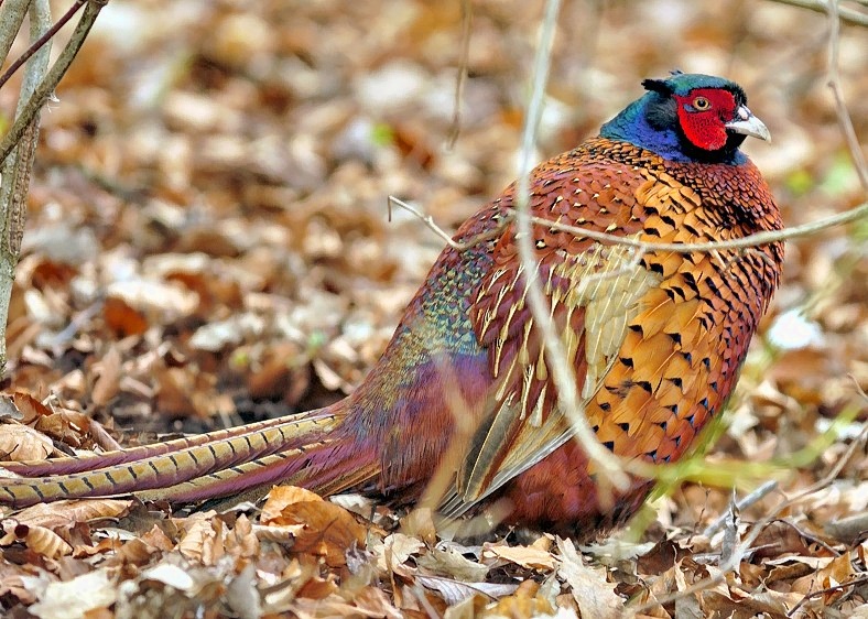 Phaesant In Cold Day