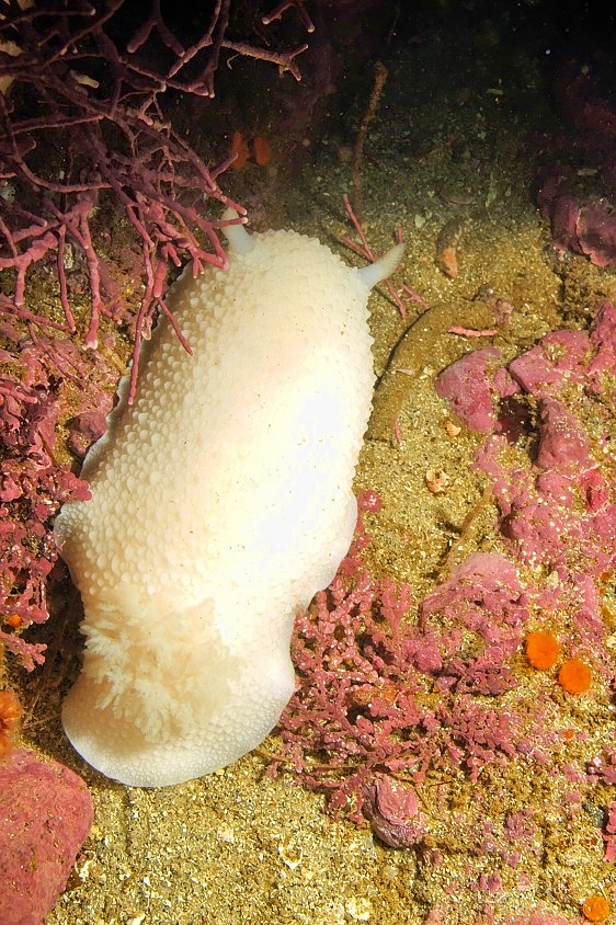 White Nudi 