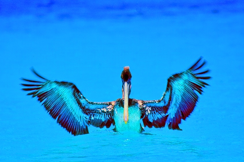 Flapping Pelican 