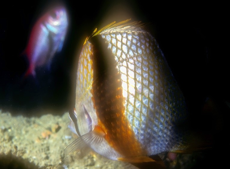 Butterflyfish Patterns 