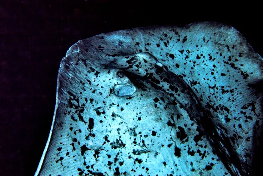 Marmoreated Stingray In The Night 