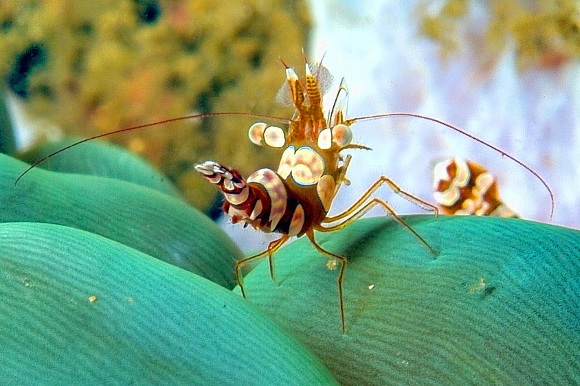 Millimetric Shrimp, So Heavy 