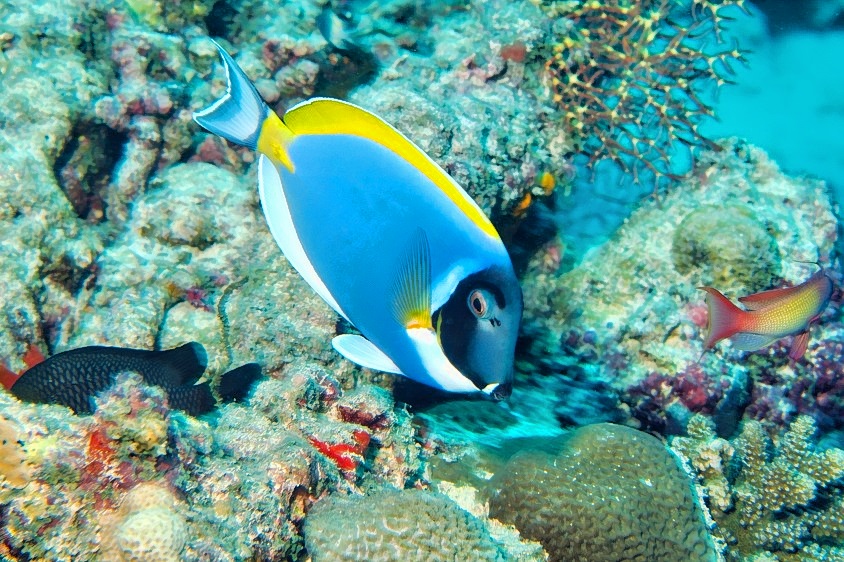 Powder Blue Tang On Nice Reef