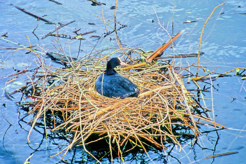 Waterchicken On The Nest