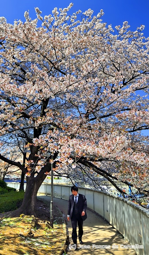 The Sad Clerk Under The Glorious Sakura