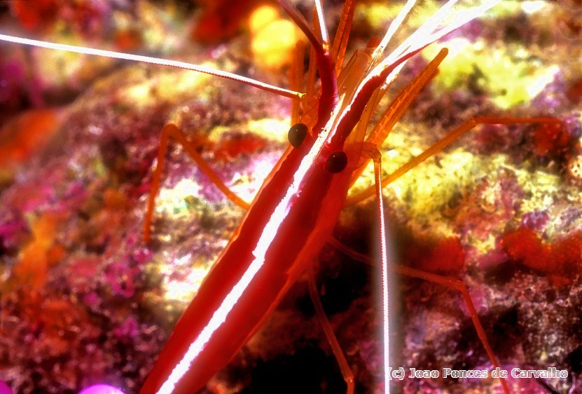 Cleaner Shrimp, Lysmata grabhami