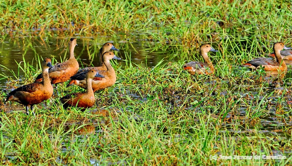 Migratory Ducks