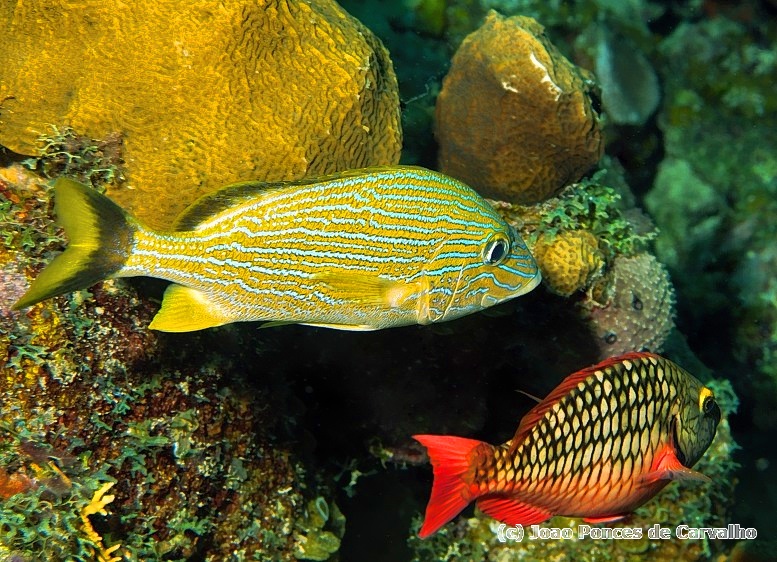 Grunt And Parrotfish 