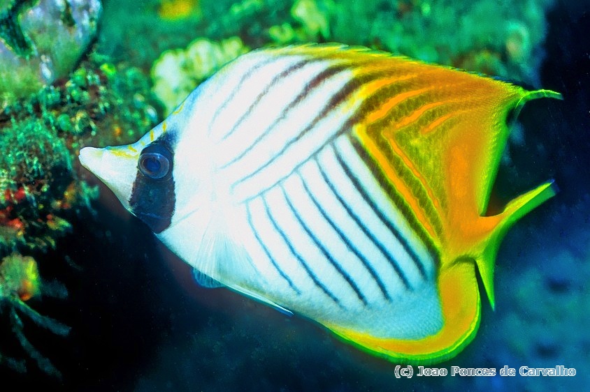Threadfin Butterflyfis, With Dot, Chaetodon auriga setifer