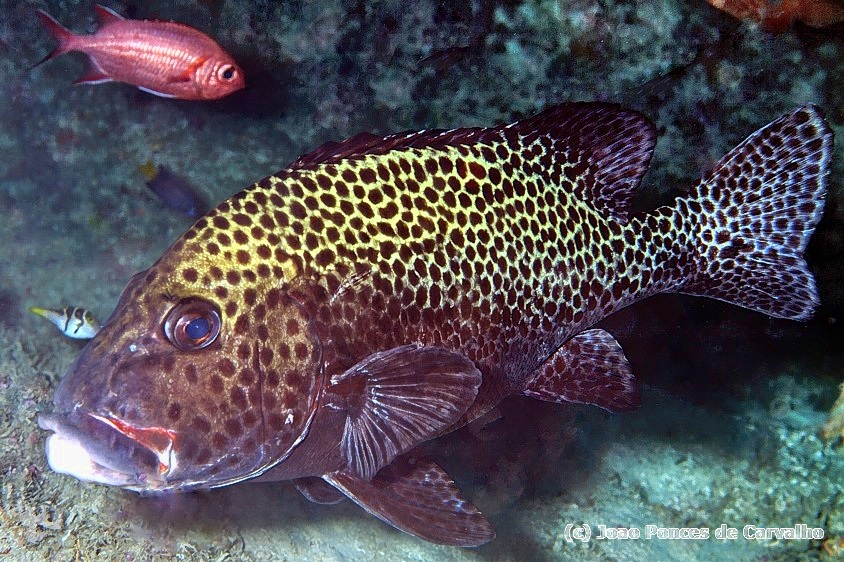 Many-Spotted Sweetlips Plectorhinchus chaetodonoides