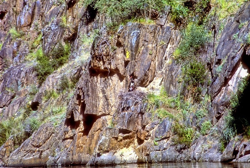 Black Stork On Nest 