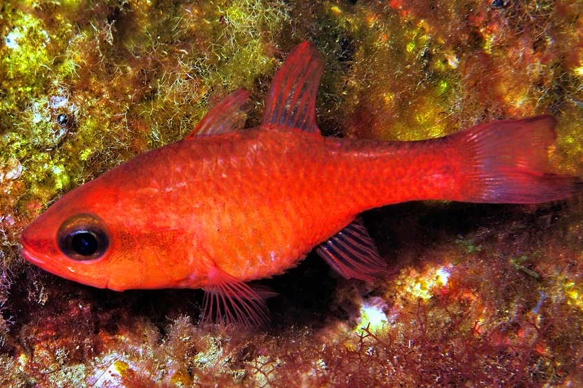 Apogon imberbis,  Cardinalfish